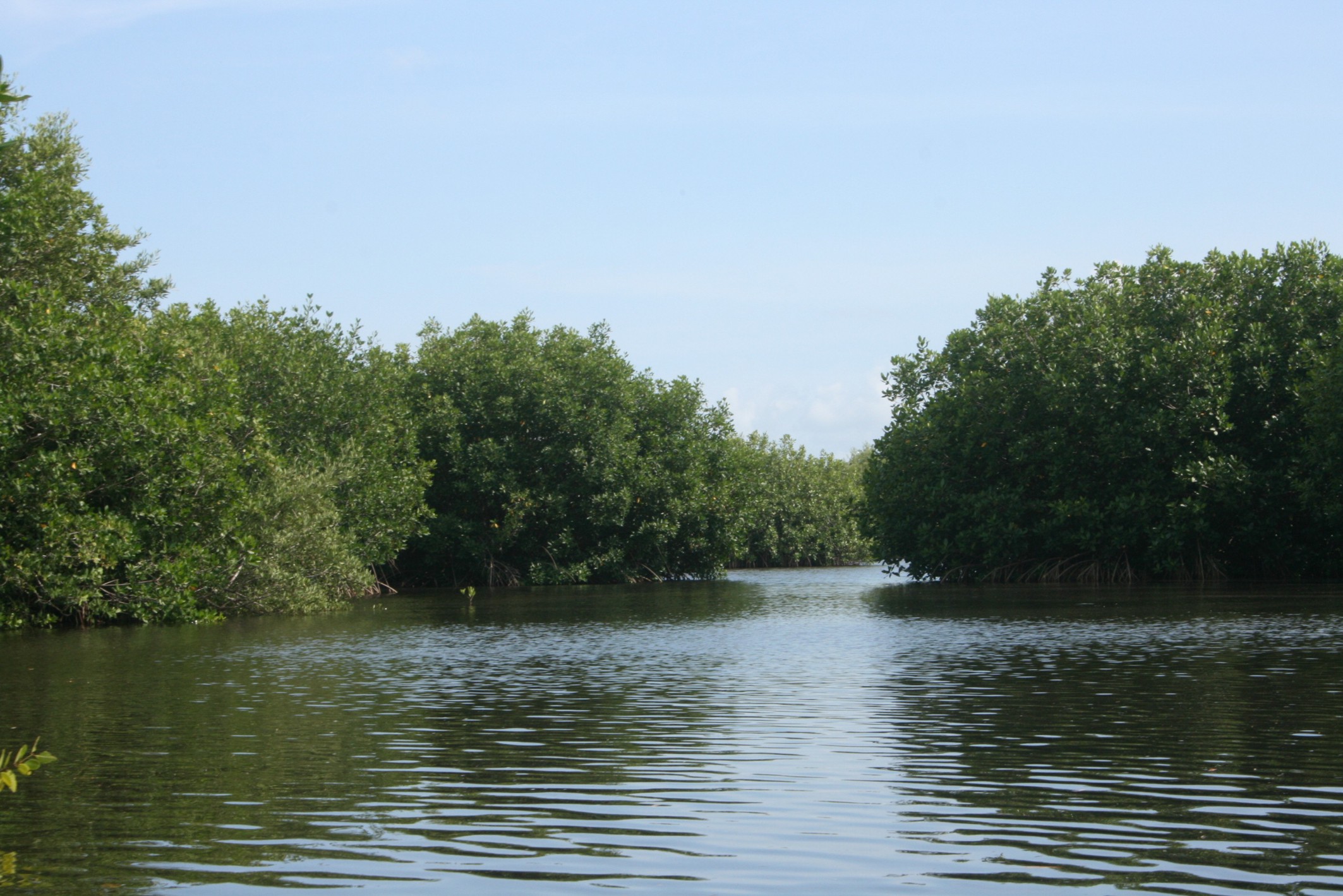 Los manglares en la costa de oaxaca