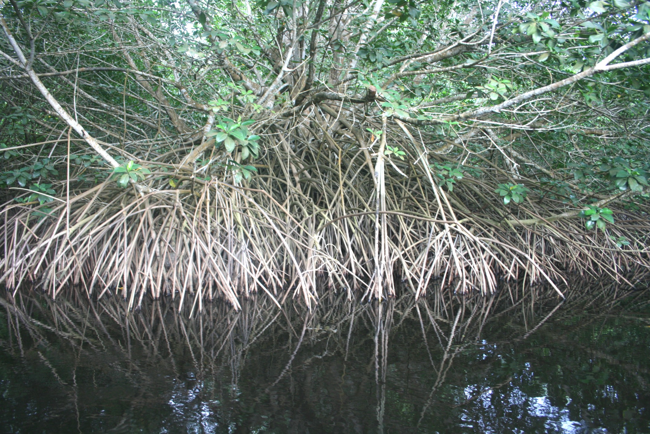 Los manglares en la costa de oaxaca